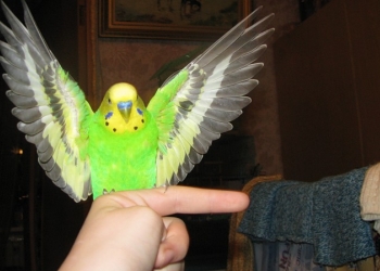 волнистые попугаи