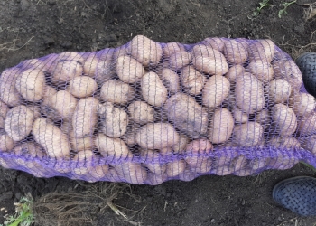 КАРТОФЕЛЬ УДАЧА