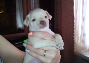 Той-терьеры малыши