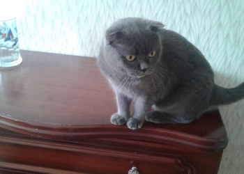 ОТДАМ кошку шотландскую