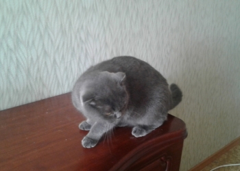 ОТДАМ кошку шотландскую