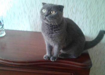 ОТДАМ кошку шотландскую