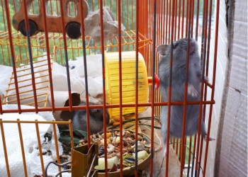 Отдам бесплатно