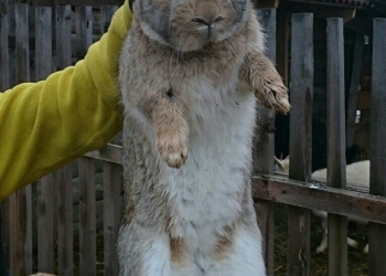 Кролики Великаны