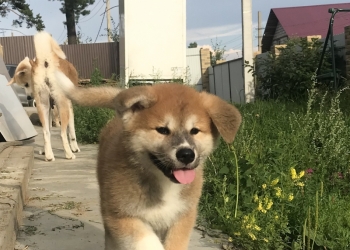 Мальчики Акита