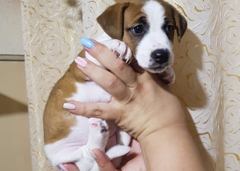 Джек Рассел терьер