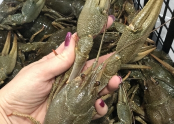 Живые раки
