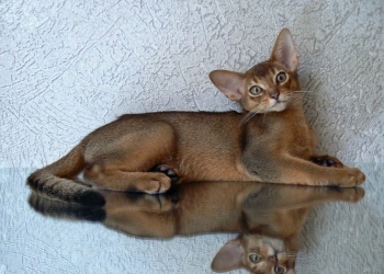 Абиссинские котята