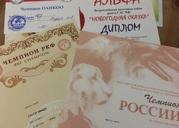Мальчики Акита
