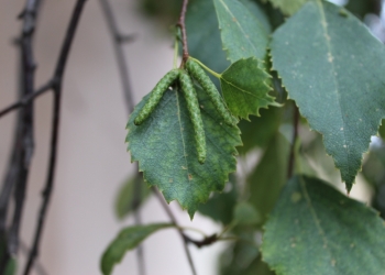 �������������� ����������