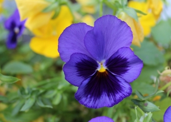 �������������� ����������