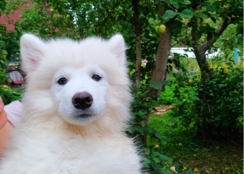 ЩЕНКИ