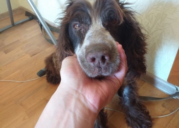 Русский спаниель