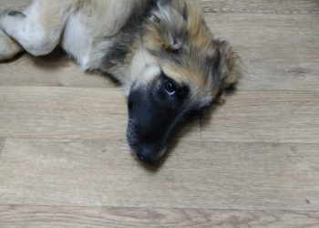 Щенок в дар