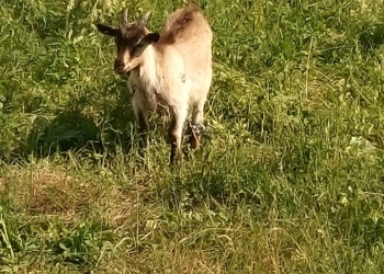 Продам козла