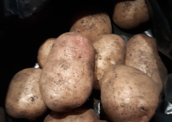 Картофель продам