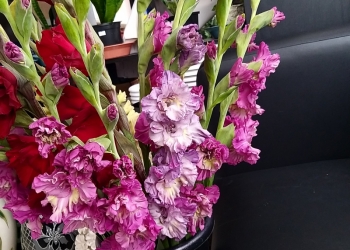 Гладиолусы