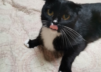 Отдам бесплатно