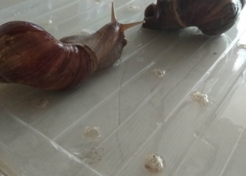 Улитки ахатины