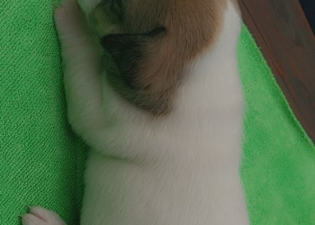 Щенки