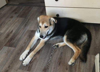 Отдам собаку