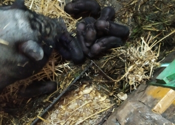 Въетнам поросята