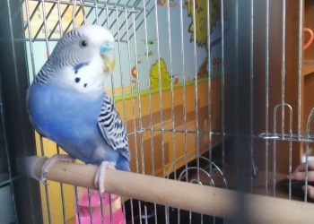 Продам попугая с клеткой