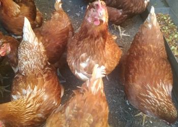 Куры молодки