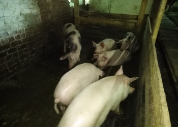 Свинина сальная домашняя