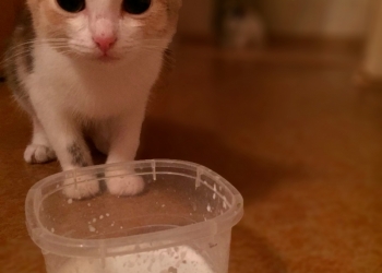 Котёнок в добрые руки.