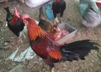 Смеющиеся куры. Аям Кетава