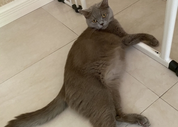 Отдам котят бесплатно в хорошие руки