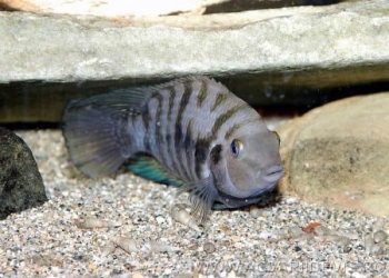 Чернополосые и фламинго