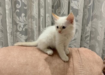 котята