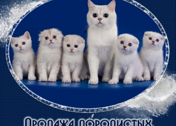 Продам шотландские котята из питомника в Санкт-Петербурге
