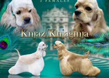 Кокерята