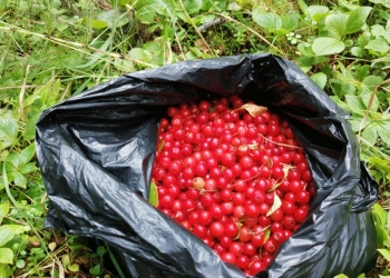 Продам клоповку цена за литр