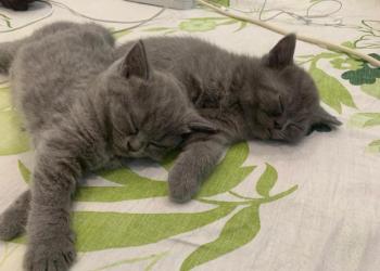 Котята шотландские