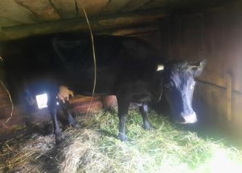 Продам корову с теленком