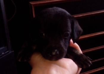 Щенки таксы