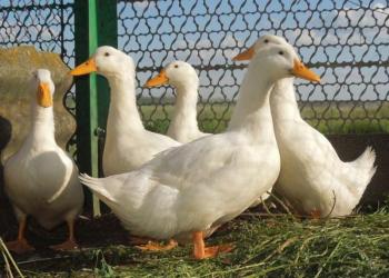 Утка мулард