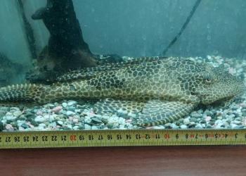 продам СОМА (аквариумнае рыбы).