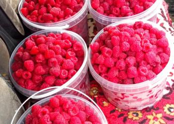 Малина 250 рублей кг