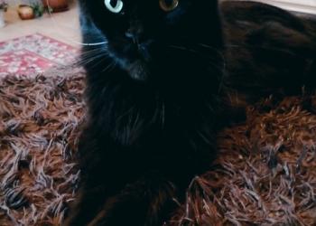 Продам кошку