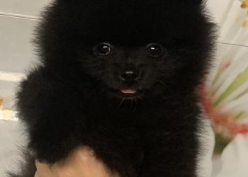 1629371934742 авито осинники объявления для дома и дачи