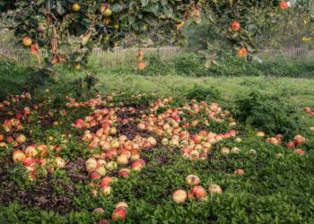 Яблоки для животных