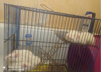 Отдаем в хорошие ручки