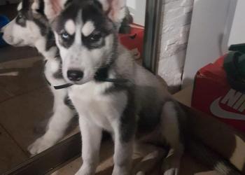 Продам хаску