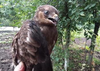 Ястребок молодой