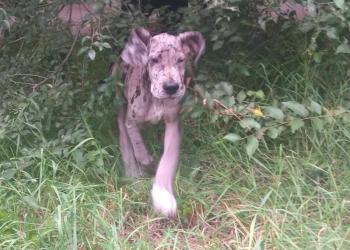 Продам щенка немецкого Дога